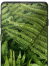 Galaxy S10