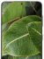 Galaxy S21